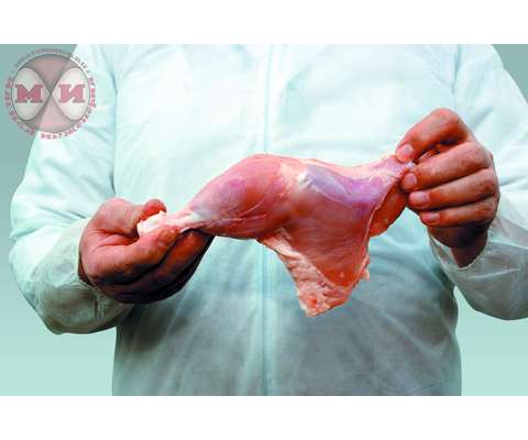 Машина для снятия шкуры с птицы Nock Cortex Poultry CBP 5